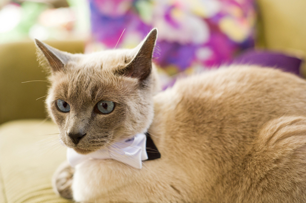 Baker Park Wedding by Priscilla Thomas Photography