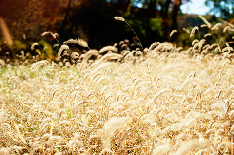 Cromwell Valley Park Engagement by Kirsten Marie Photography