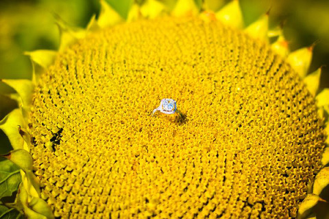 Jarrettsville Engagement by Lindsay Caplan Photography