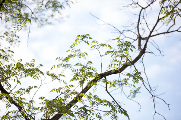1840s Carrollton Inn Wedding by Dani Leigh Photography