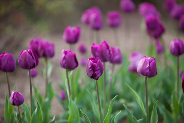 Sherwood Gardens Proposal by Liz & Ryan