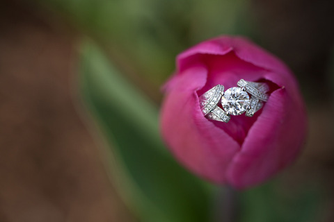 Sherwood Gardens Proposal by Liz & Ryan