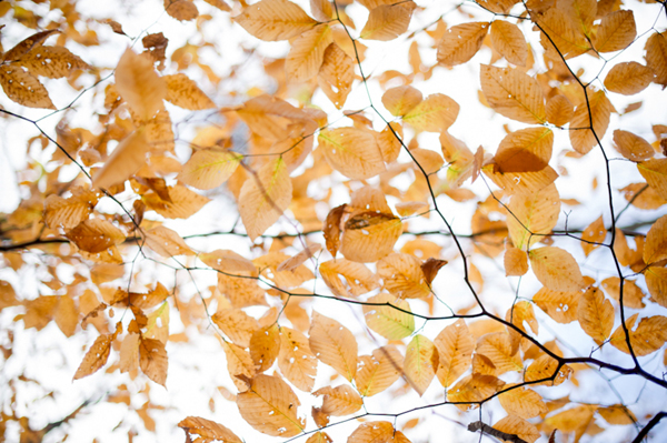 Cromwell Valley Park Engagement by L Hewitt Photography
