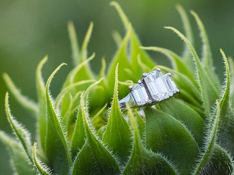 Sunflower Fields Engagement Photos  ||  Anna Schmidt Photography  ||  Charm City Wed  ||  www.charmcitywed.com
