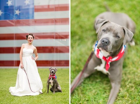 Red, white & blue - blue pitbull - 4th of July Wedding Styled Shoot  ||  tPoz Photography  ||  Pop the Cork Designs    ||  Charm City Wed  ||  www.charmcitywed.com