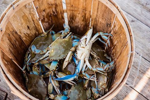 Maryland Crabbing Engagement Session || Kathleen Hertel Photography || Charm City Wed || www.charmcitywed.com