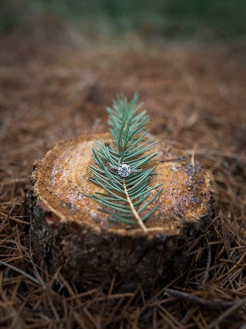Gaver-Christmas-Tree-Farm-Engagement-Session_AlysiaandJasonPhotography_CharmCityWed_0034.jpg