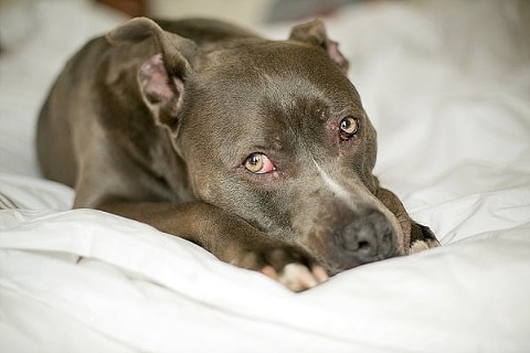 Ravens Engagement Session || B.O.B Photography || Charm City Wed || www.charmcitywed.com