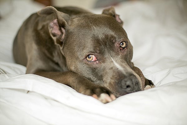 Ravens Engagement Session || B.O.B Photography || Charm City Wed || www.charmcitywed.com