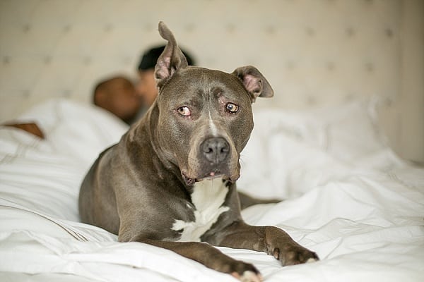 Ravens Engagement Session || B.O.B Photography || Charm City Wed || www.charmcitywed.com