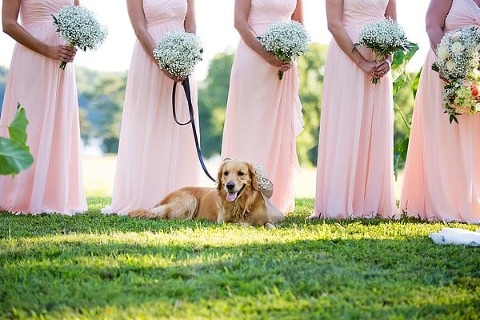 Wedding Dogs || Lemon and lime event design || Charm City Wed || www.charmcitywed.com