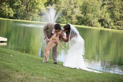Wedding Dogs || Photography by Tracie || Charm City Wed || www.charmcitywed.com