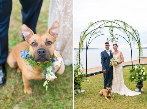 Wedding Dogs || tPoz Photography || Charm City Wed || www.charmcitywed.com