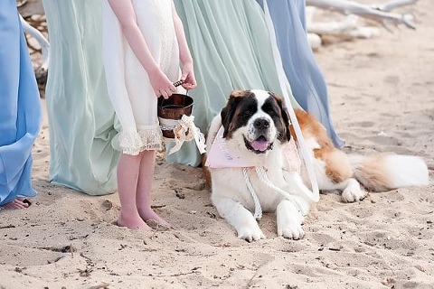 Wedding Dogs || Dunks Photo || Charm City Wed || www.charmcitywed.com