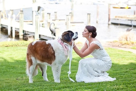 Wedding Dogs || Dunks Photo || Charm City Wed || www.charmcitywed.com