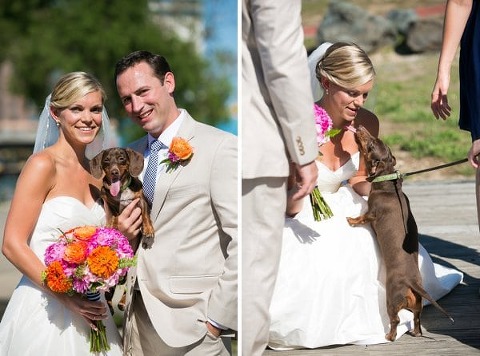 Wedding Dogs || tPoz Photography || Charm City Wed || www.charmcitywed.com