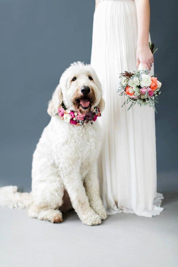 Wedding Dogs || lemon and lime event design || Charm City Wed || www.charmcitywed.com Wedding Dogs || lemon and lime event design || Charm City Wed || www.charmcitywed.com