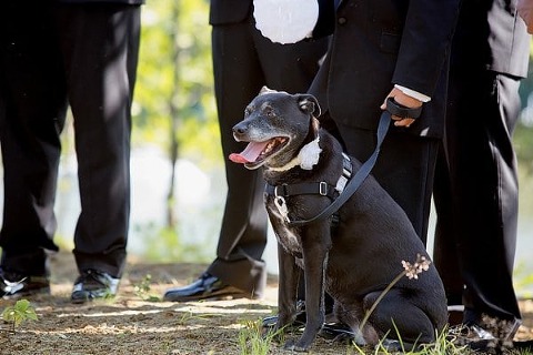 Wedding Dogs || Dunks Photo || Charm City Wed || www.charmcitywed.com